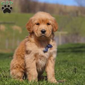 Ryder, Golden Retriever Puppy